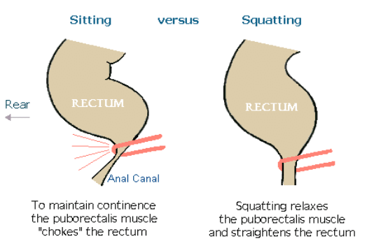 Perfecting Your Pooing Position — Nutrition & Lifestyle Medicine Clinic