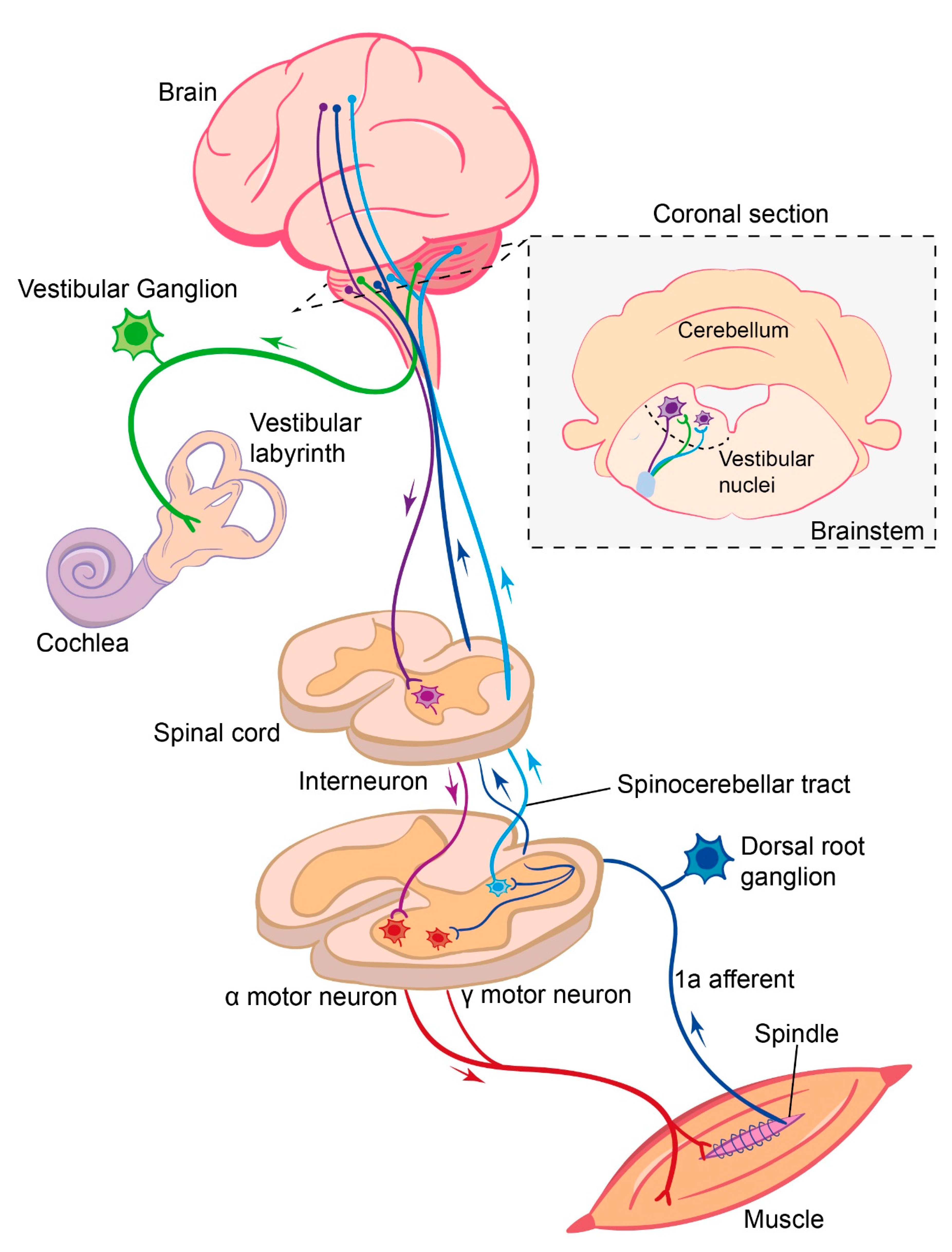 Relative Contribution of Proprioceptive and Vestibular Sensory Systems to Locomotion: Opportunities for Discovery in the Age of Molecular Science