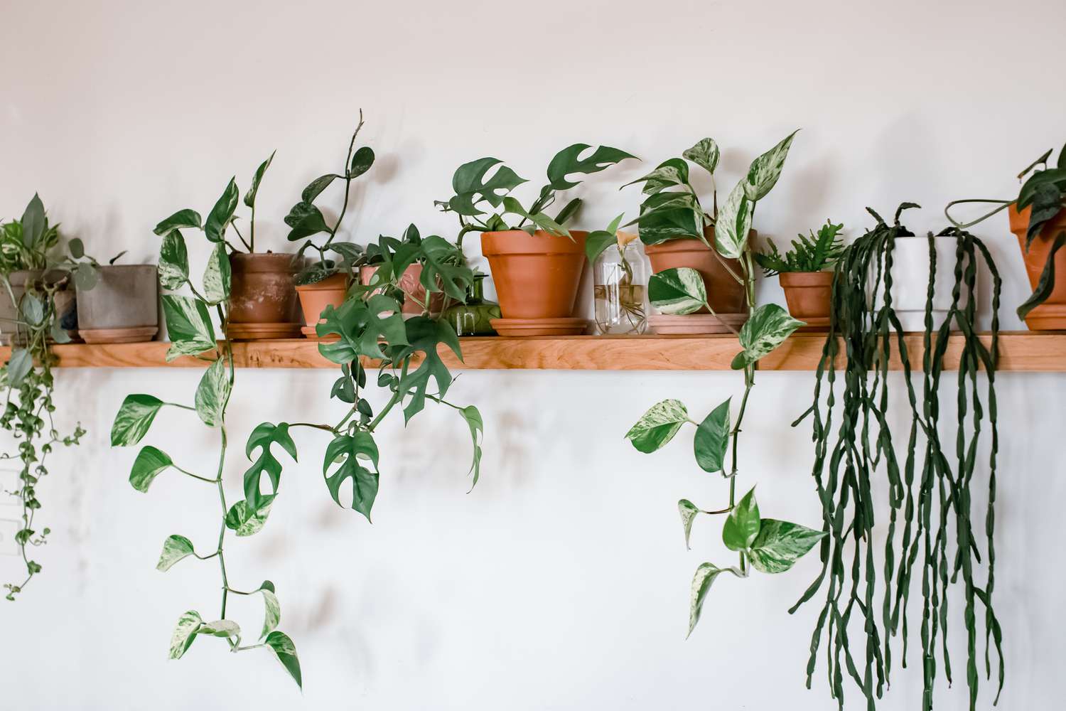 41 Most Popular Houseplants