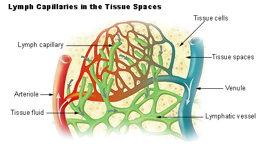 Lymph - Wikipedia