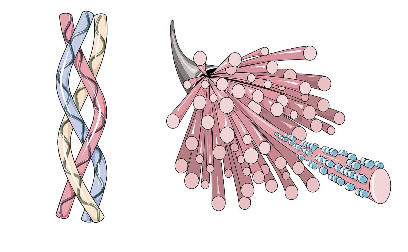 COLLAGEN | BvNTP